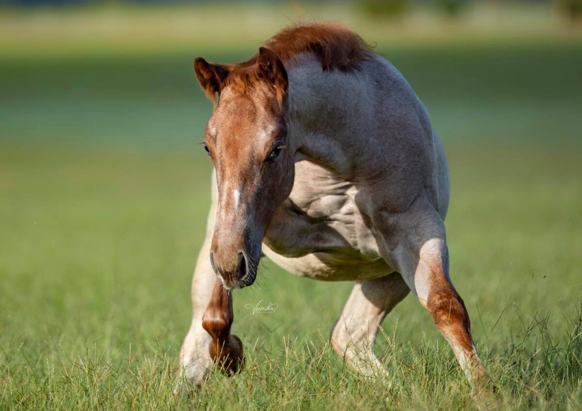 METALLIC CATTACK IN FOAL PARTNERS QUARTER HORSE STALLIONS