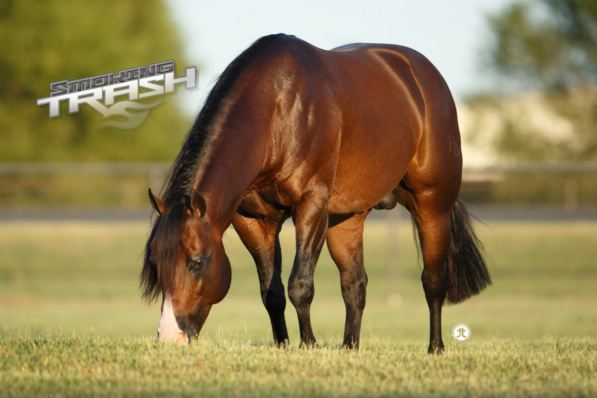 SMOKIN TRASH IN FOAL PARTNERS QUARTER HORSE STALLIONS