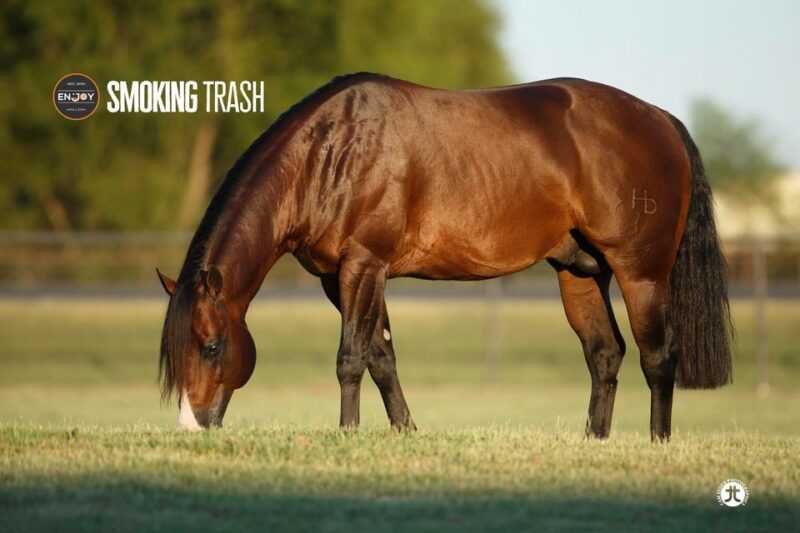 SMOKIN TRASH IN FOAL PARTNERS QUARTER HORSE STALLIONS