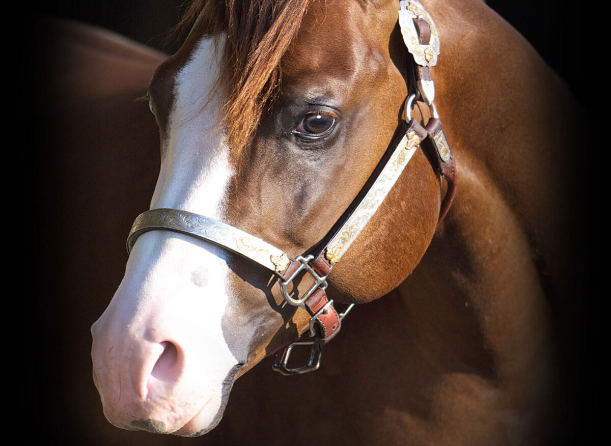 GUNNATRASHYA IN FOAL PARTNERS QUARTER HORSE STALLIONS