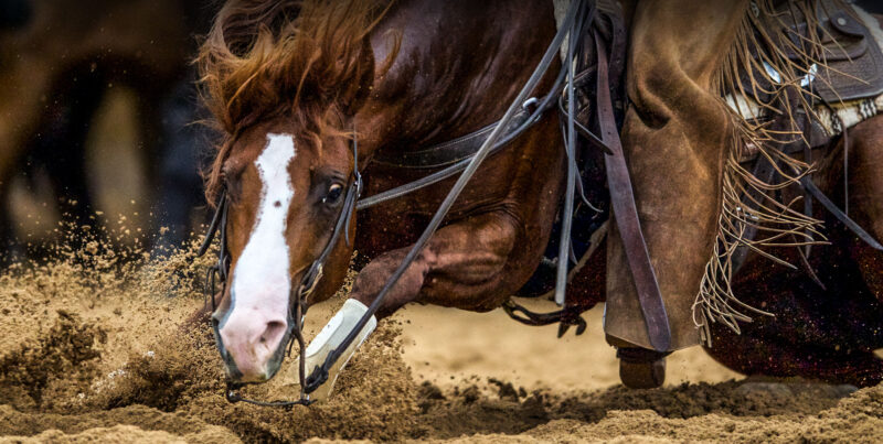 Channel Cat Stallion METALLIC CAT - IN FOAL PARTNERS QUARTER HORSE STALLIONS