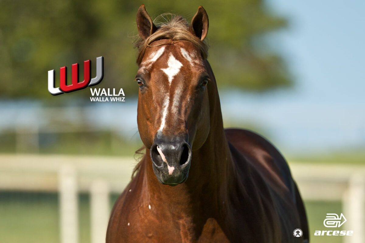 WALLA WALLA WHIZ IN FOAL PARTNERS QUARTER HORSE STALLIONS