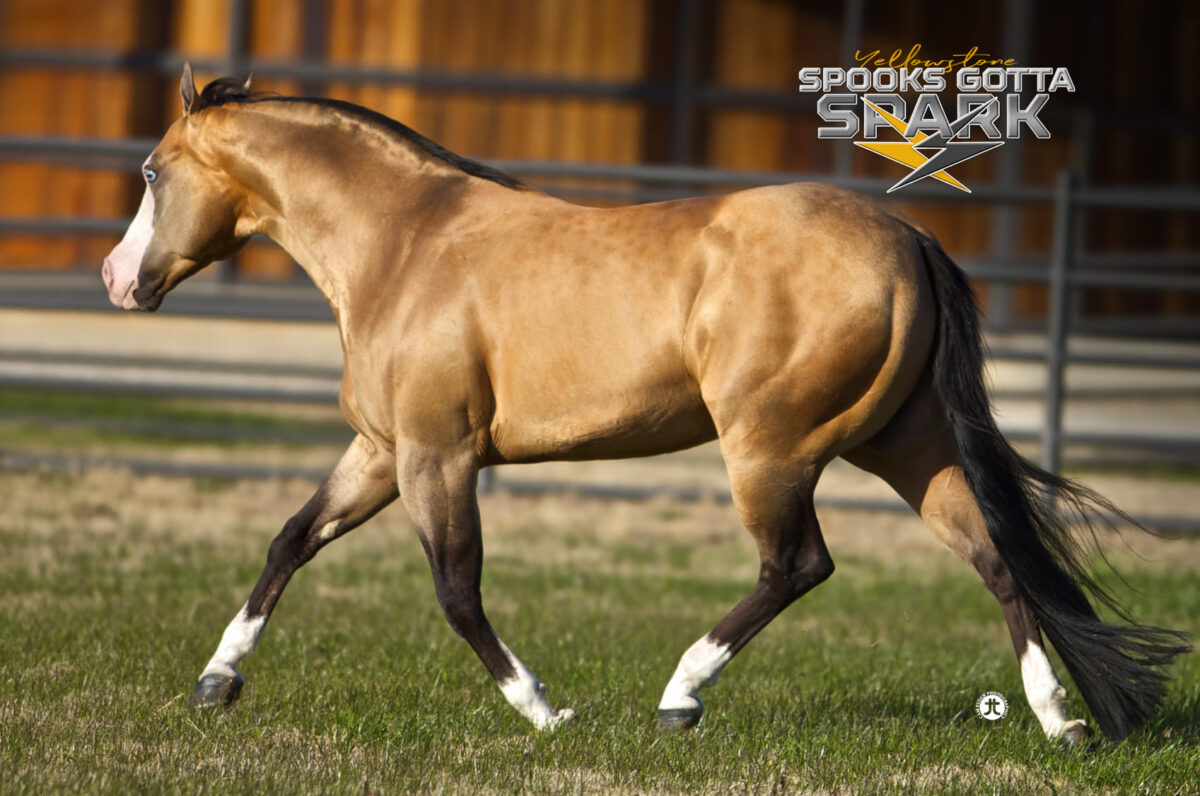 SPOOKS GOTTA SPARK IN FOAL PARTNERS QUARTER HORSE STALLIONS