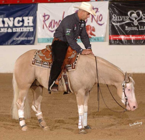 PALE FACE DUNNIT IN FOAL PARTNERS QUARTER HORSE STALLIONS