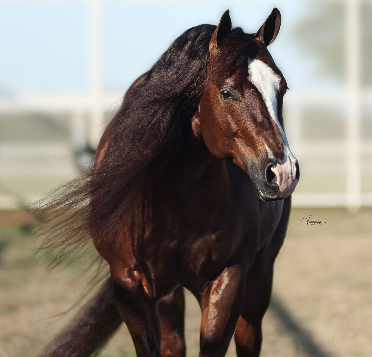 LIL JOE CASH IN FOAL PARTNERS QUARTER HORSE STALLIONS
