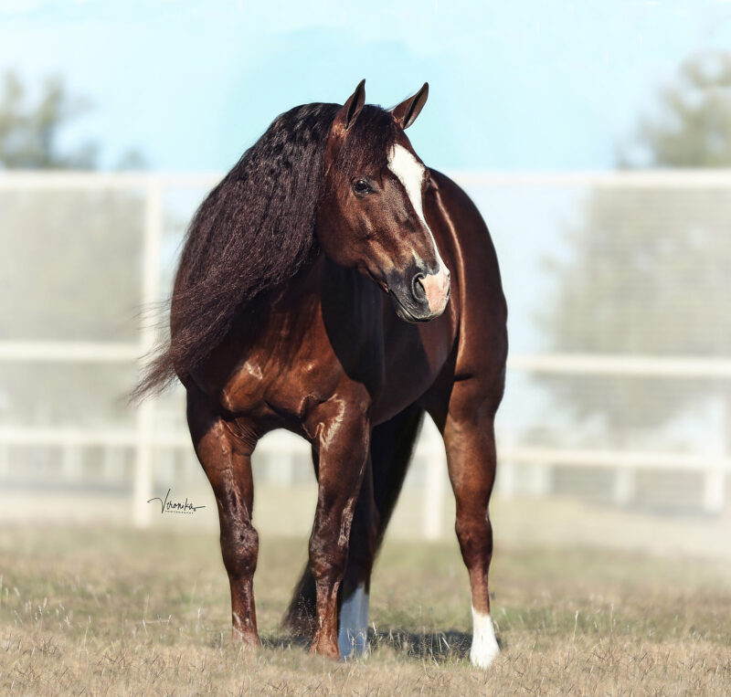 LIL JOE CASH IN FOAL PARTNERS QUARTER HORSE STALLIONS