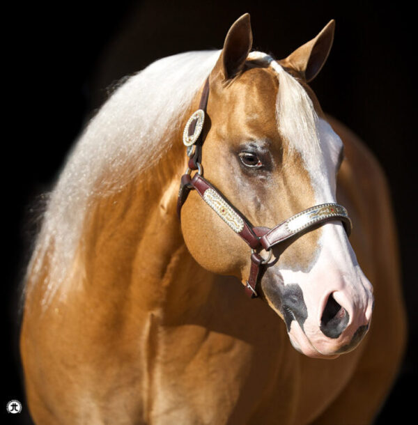 MODERN GUN IN FOAL PARTNERS QUARTER HORSE STALLIONS