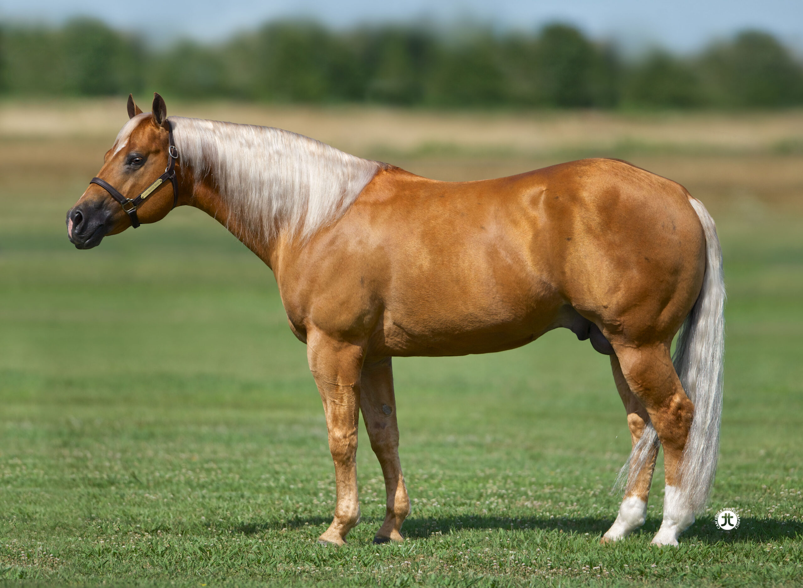 Palomino IN FOAL PARTNERS QUARTER HORSE STALLIONS