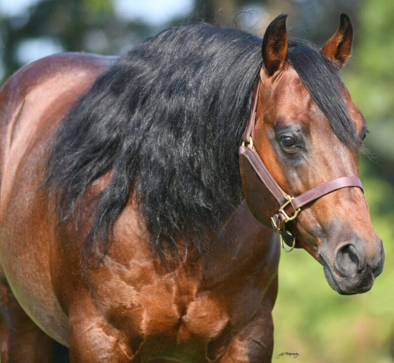 TRAVELIN JONEZ IN FOAL PARTNERS QUARTER HORSE STALLIONS