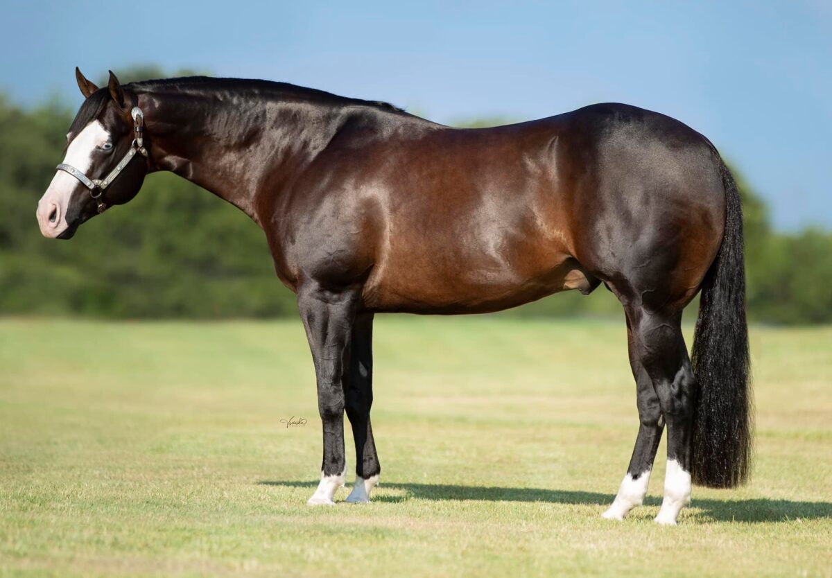 IN FOAL PARTNERS QUARTER HORSE STALLIONS Frozen Semen, reining horses