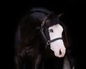 007 BOND AQHA Stallion